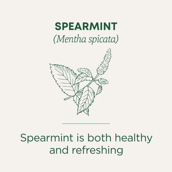 Чай Traditional Medicinals Organic Spearmint Caffeine Free, оттенок 16 Wrapped Tea Bags, 24 г, чайные пакетики — фото 4