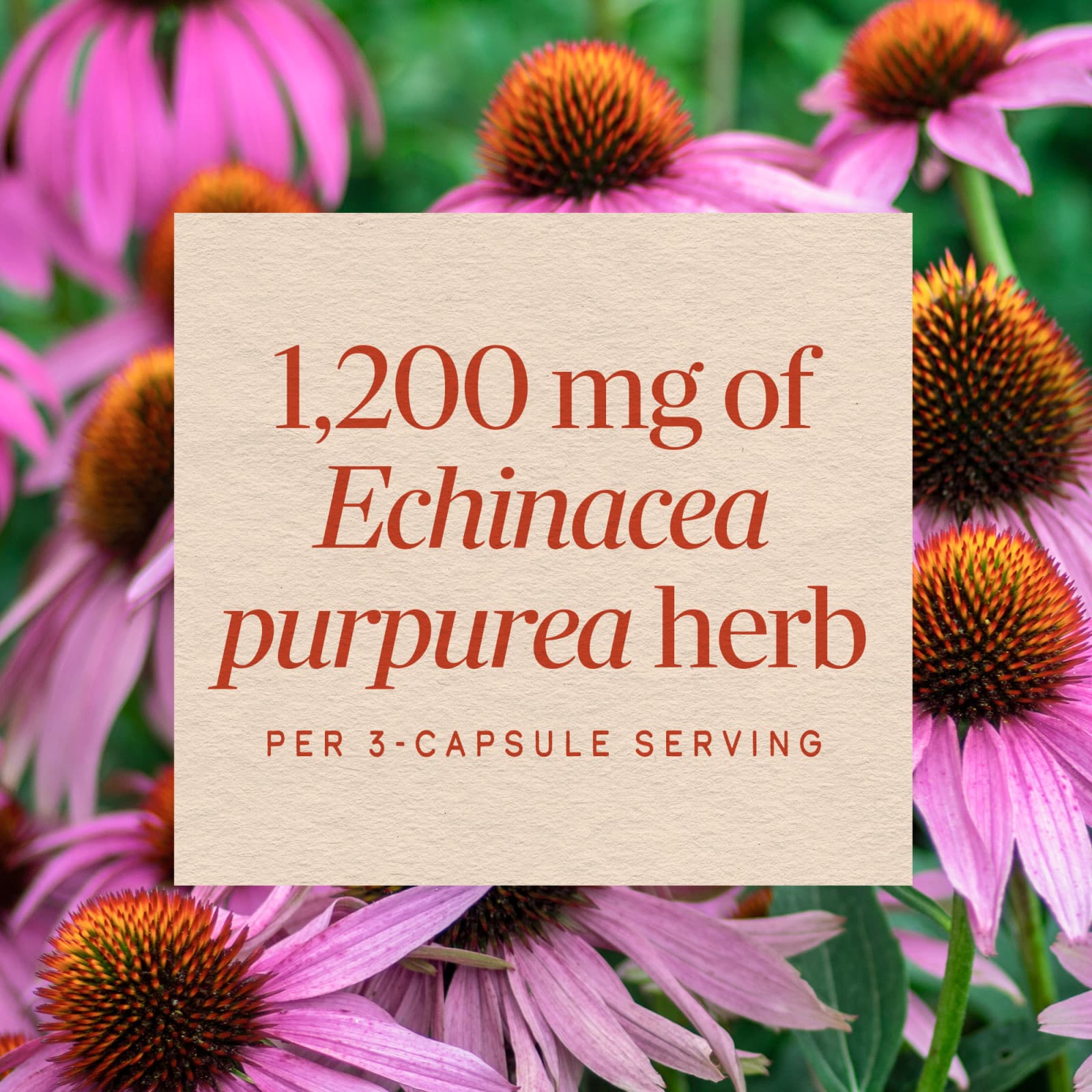 Эхинацея Nature's Way Purpurea Herb, 0.4 мг, 100 растительных капсул — фото 5